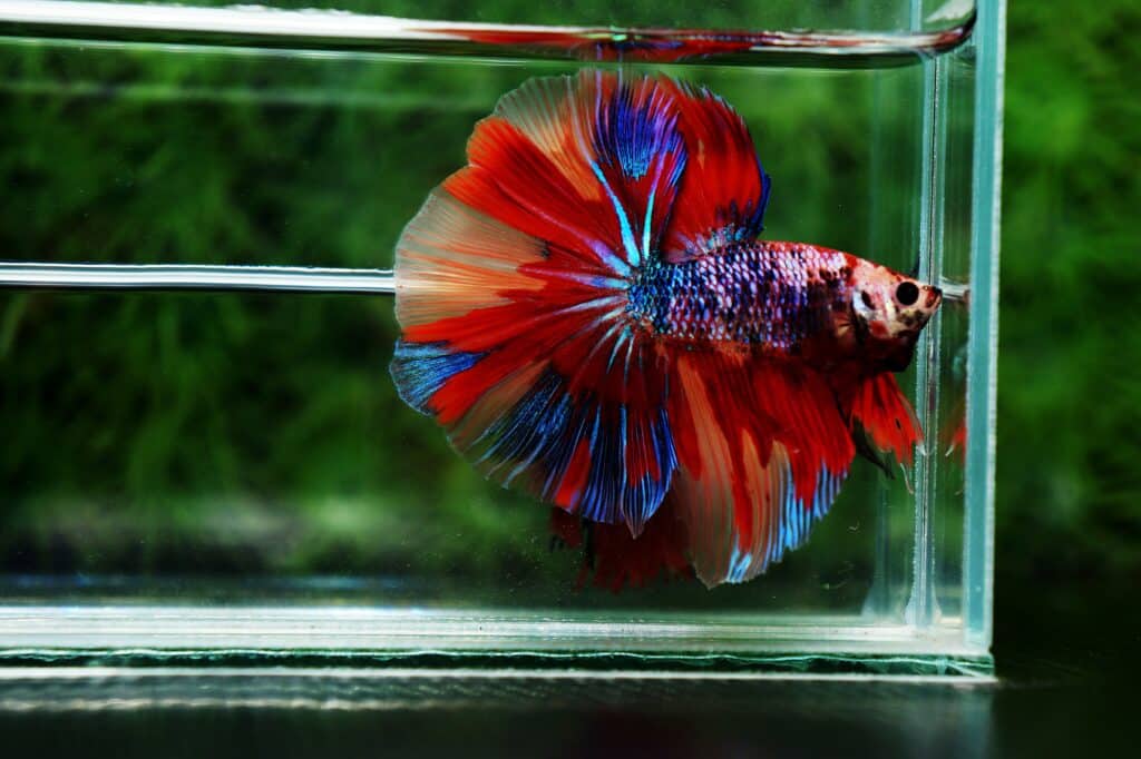 Betta fish for sale2