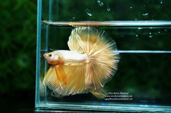 Betta fish gold colors