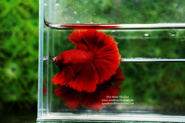 Betta fish show grade