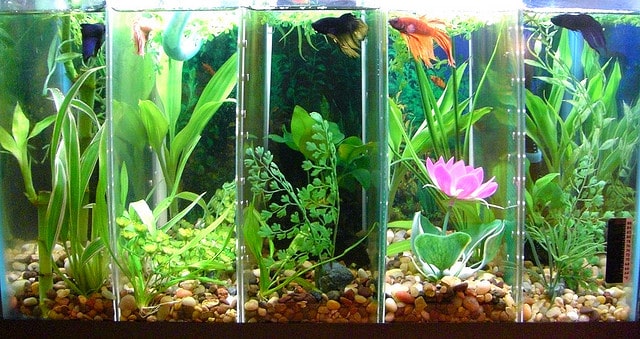 Betta fish tank