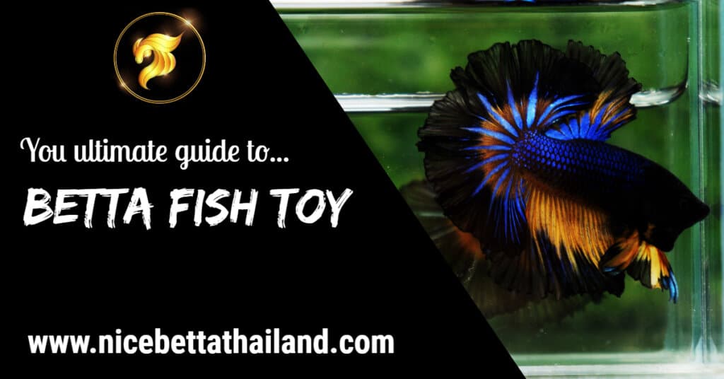Betta fish toy for your aquarium
