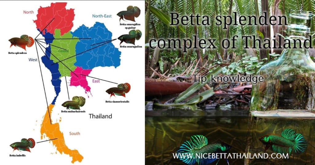 Betta splendens complex of Thailand