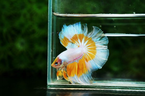 Butterfly betta fish