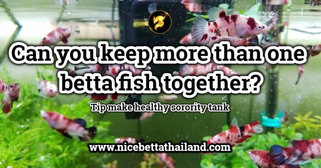 Can you keep more than one betta fish together