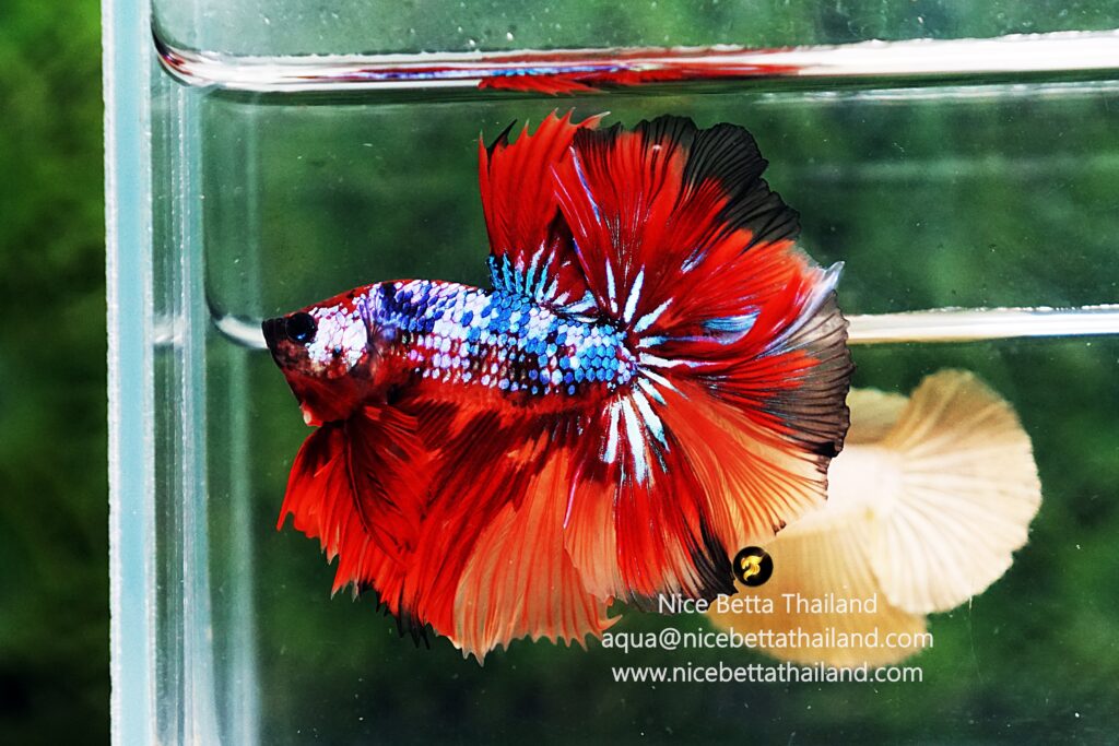 Candy betta fish