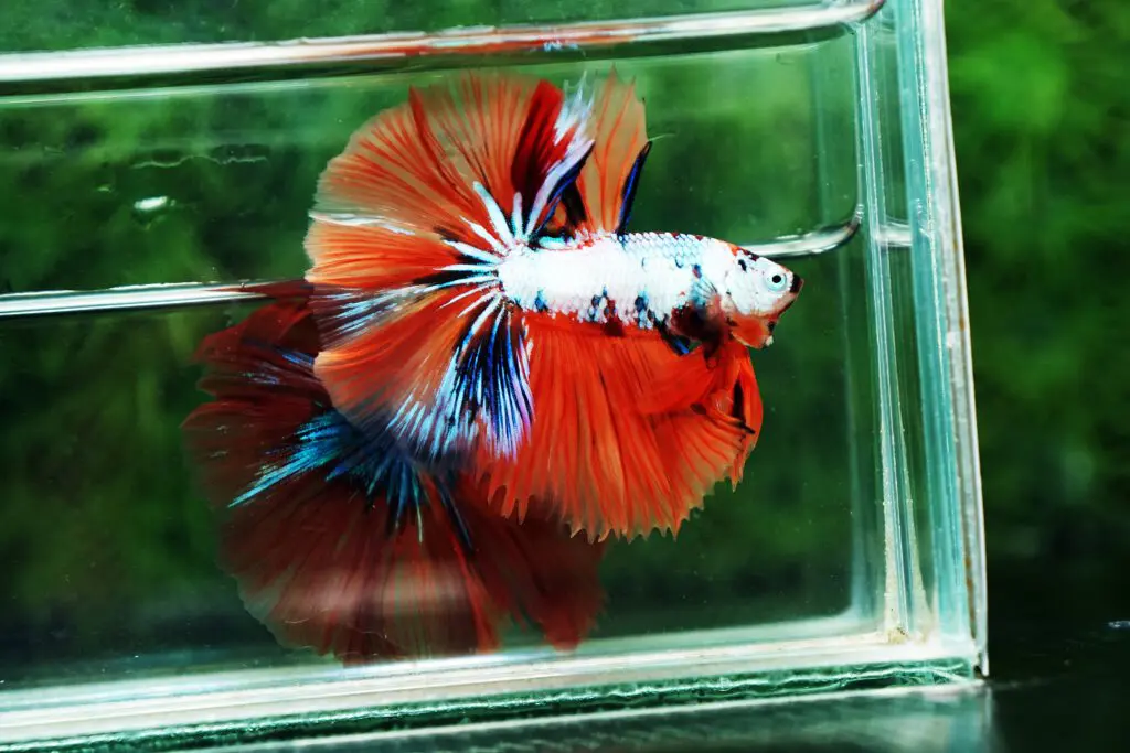 Candy betta fish for sale