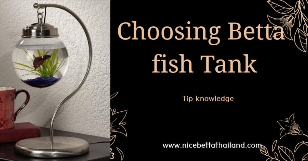 Choosing betta fish tank