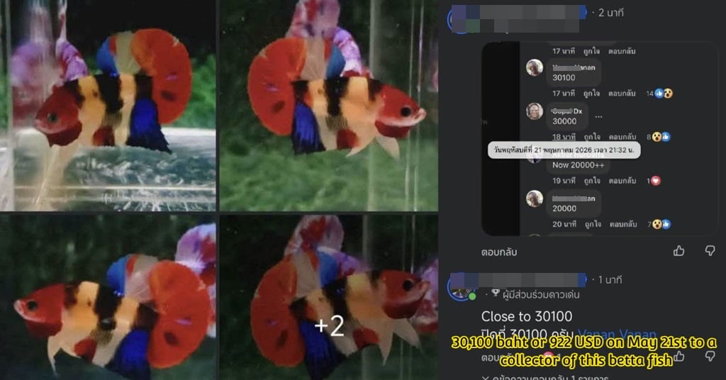 Congratulation with Indonesian breeder This is a living work of art A high grade show-quality betta fish was auctioned off for a high price of 30,100 baht or 922 USD on May 21st 2026