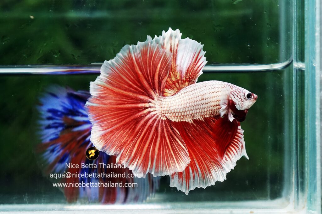 Dragon betta fish