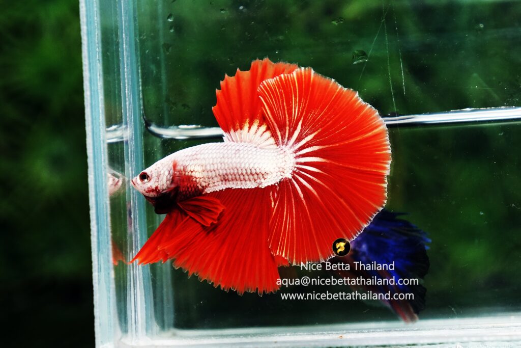 Dragon betta fish