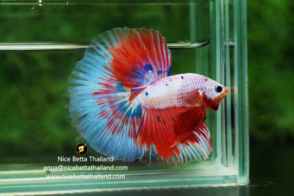 Fancy betta fish for sale