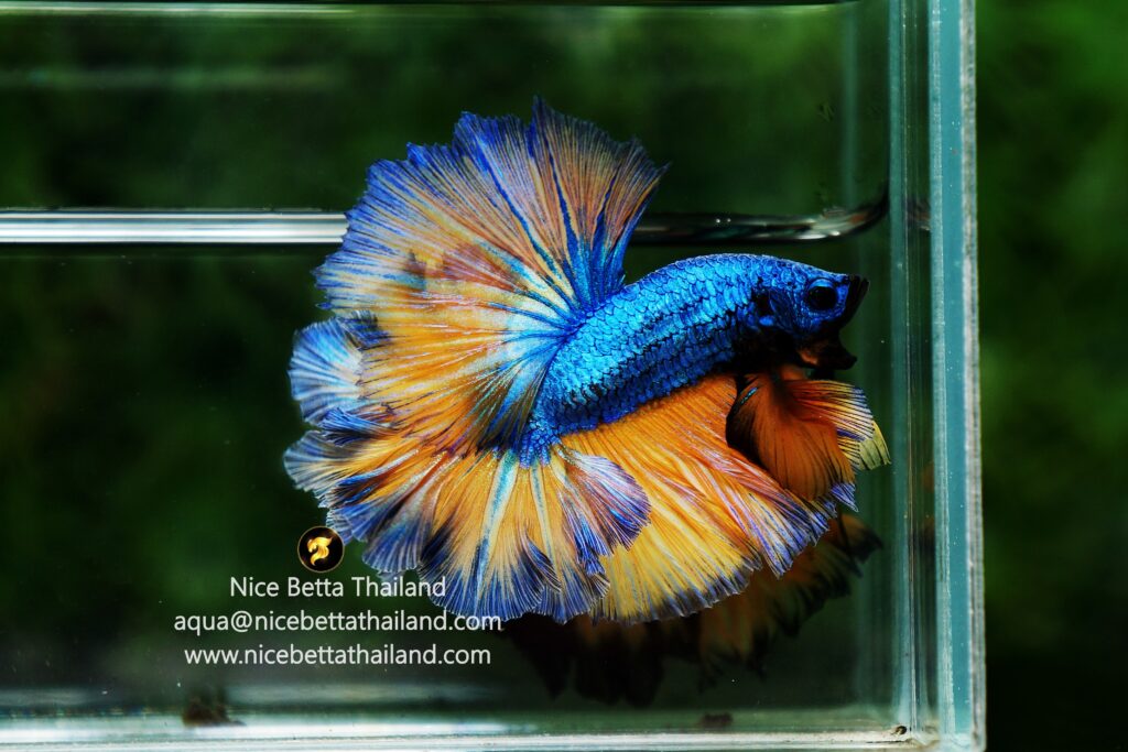 Feather tail betta fish