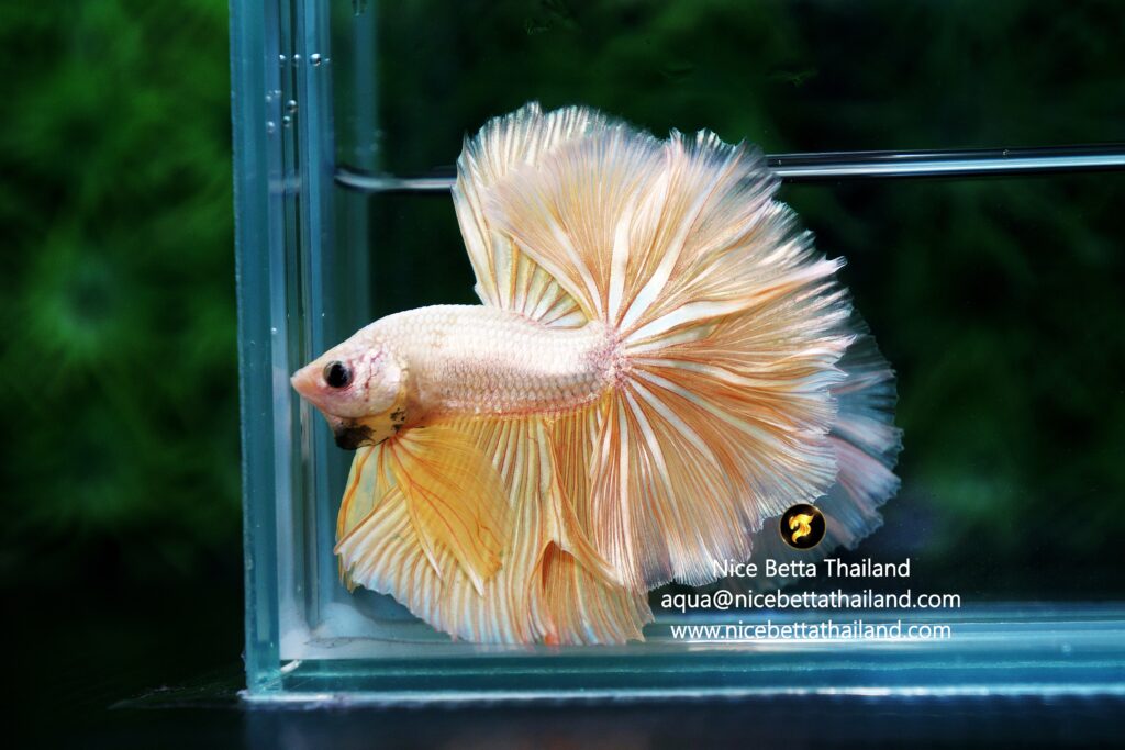 Gold betta fish