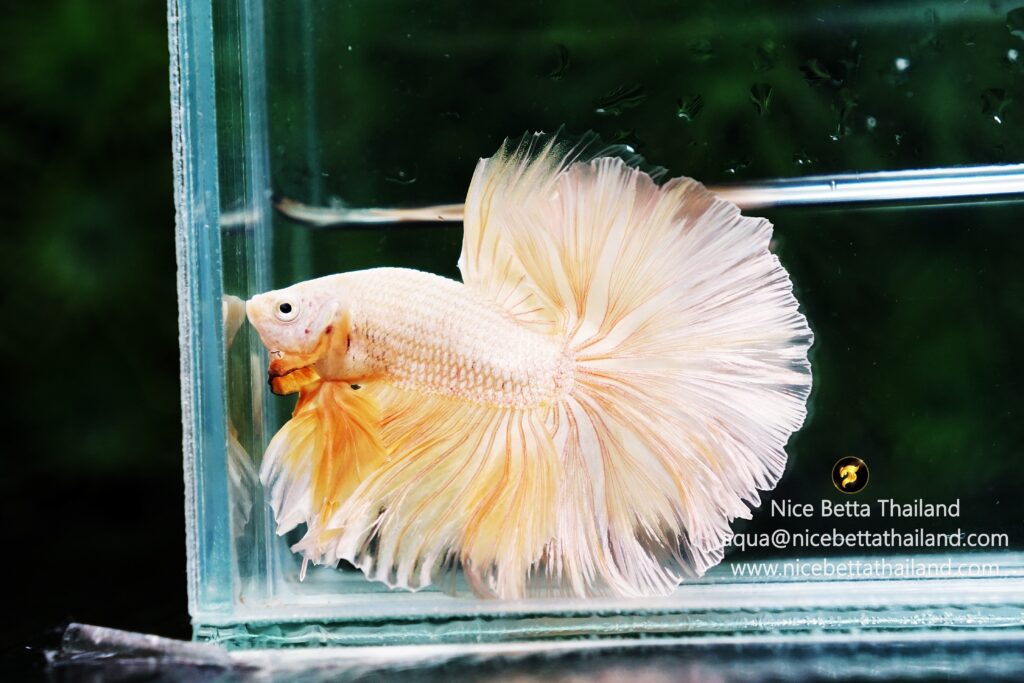 Gold betta fish