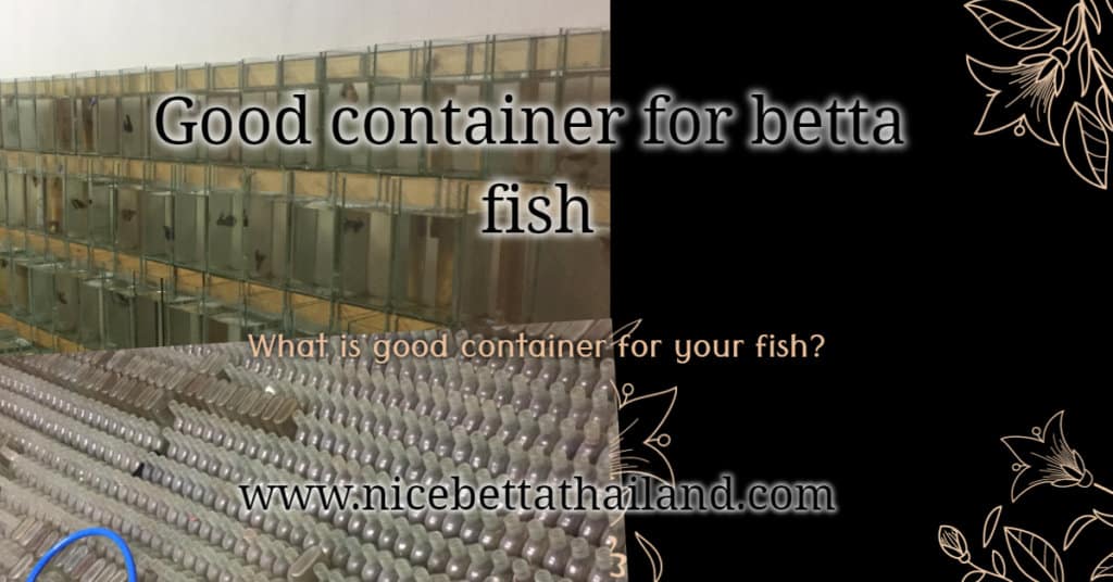 Good container for betta fish
