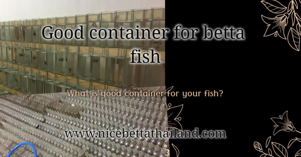 Good container for betta fish