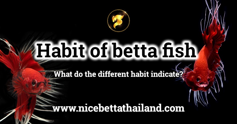 Habit of betta fish