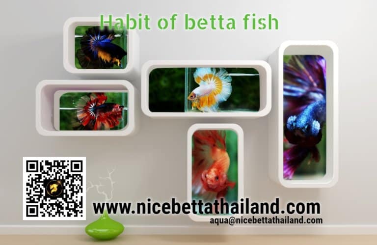 Habit of betta fish