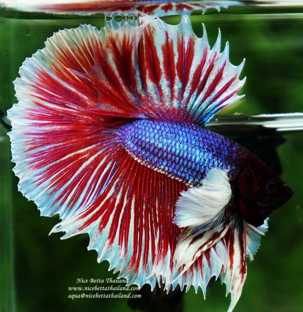 Half sun dumbo betta fish