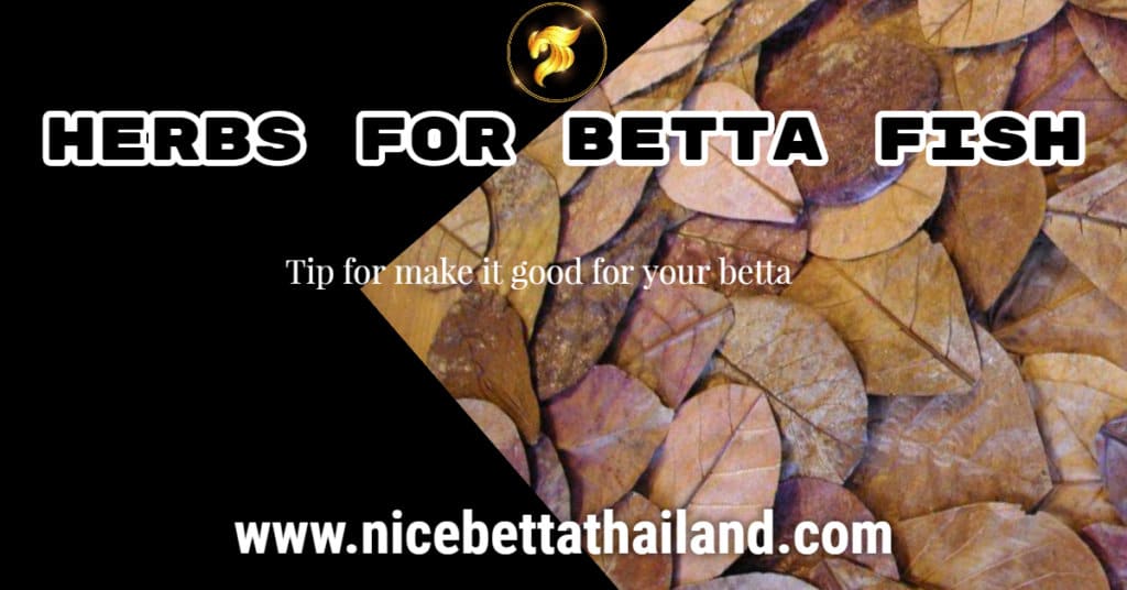 Herbs for betta fish