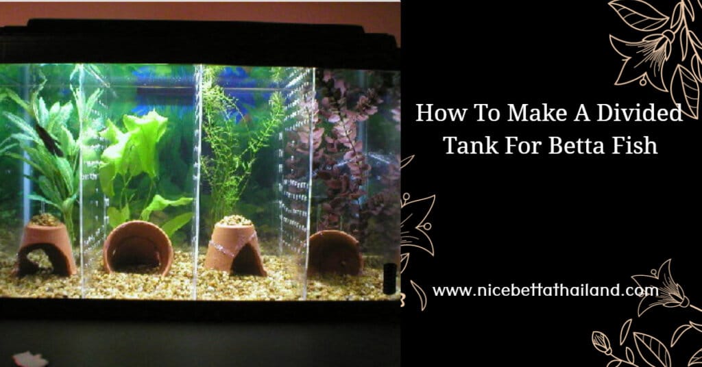 How To Make A Divided Tank For Betta Fish
