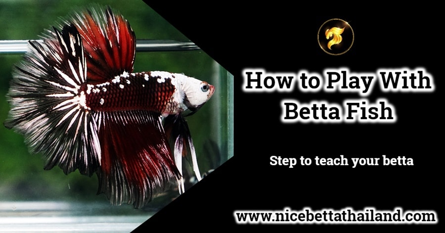 How to Play With Betta Fish
