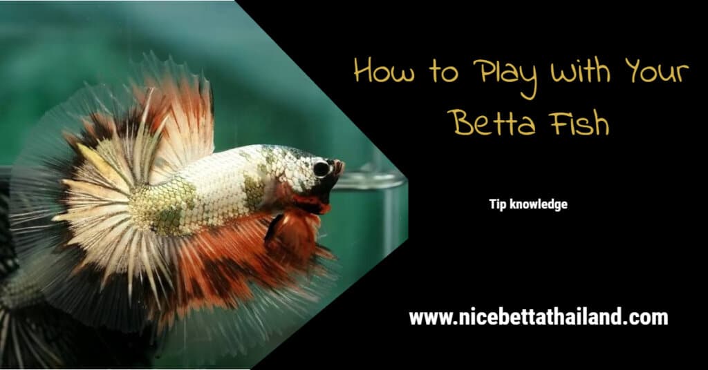 How to Play With Your Betta Fish