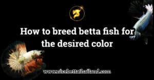 How to breed betta fish for the desired colorHow to breed betta fish for the desired color