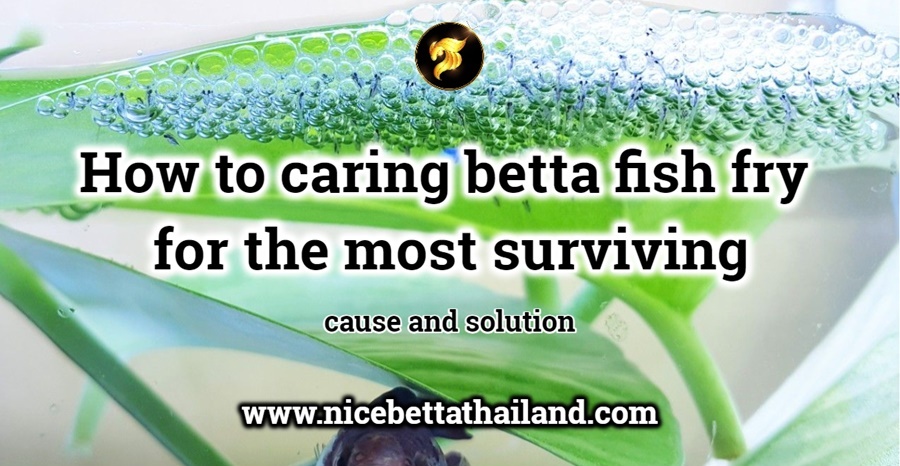 How to care betta fish fry