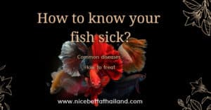 How to know your betta fish sick
