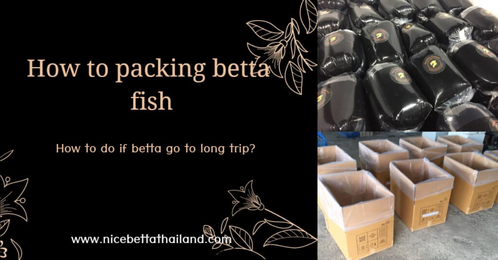 How to packing betta fish