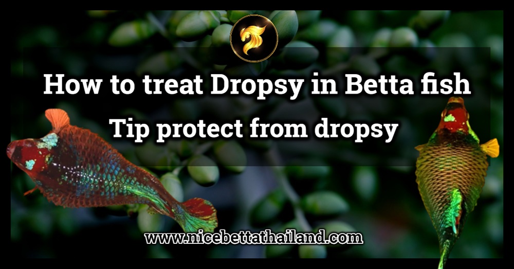 How to treat Dropsy in Betta fish