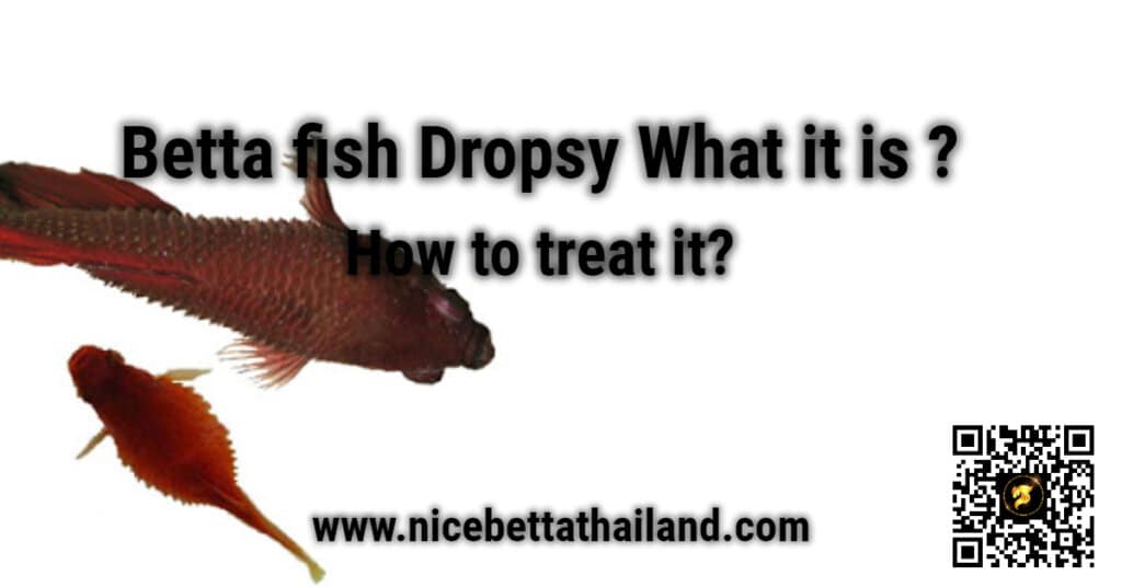 How to treat Dropsy in Betta fish