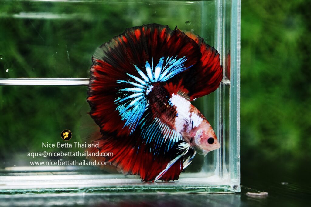 King betta fish