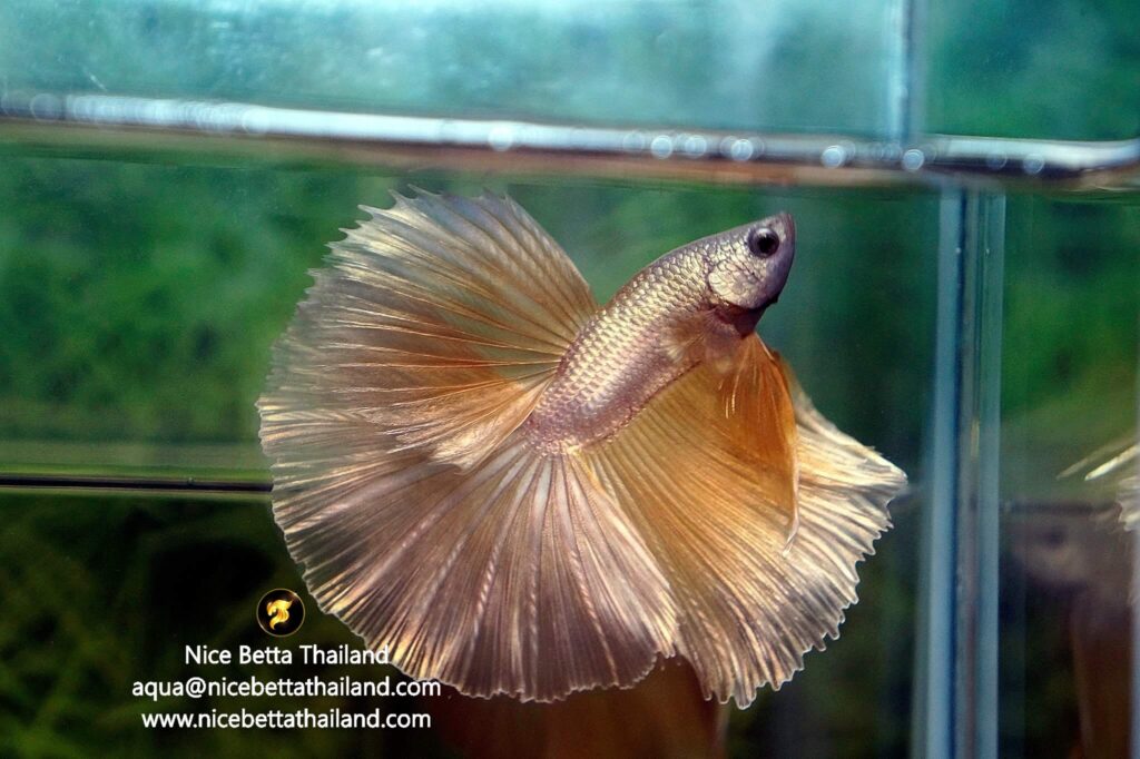 King of Gold betta fish by Nice Betta Thaialnd
