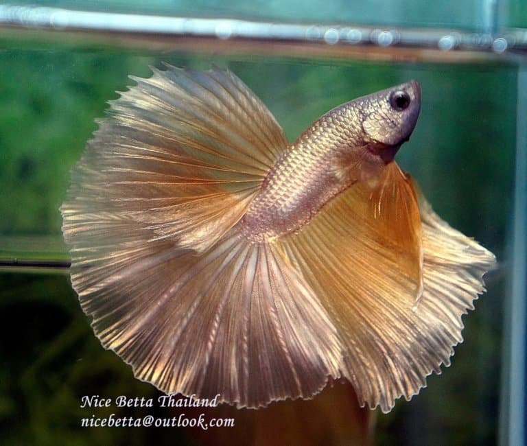 King of Gold betta fish by Nice Betta Thailand