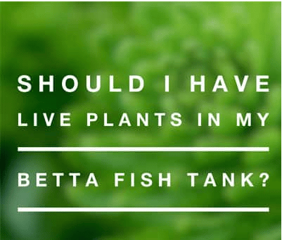 Live plant for betta fish