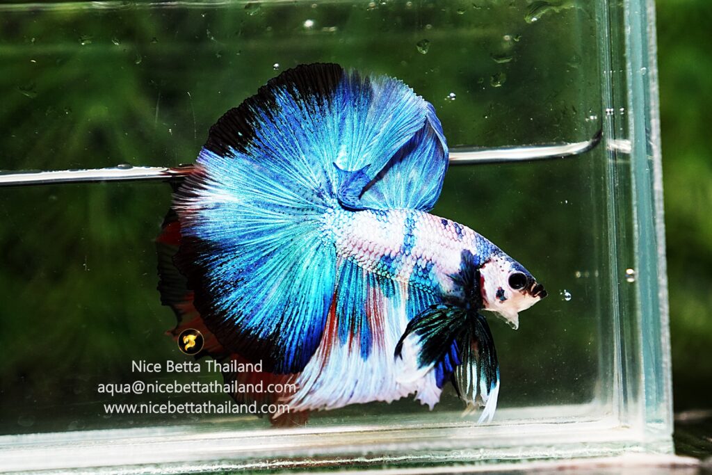 Marble betta fish