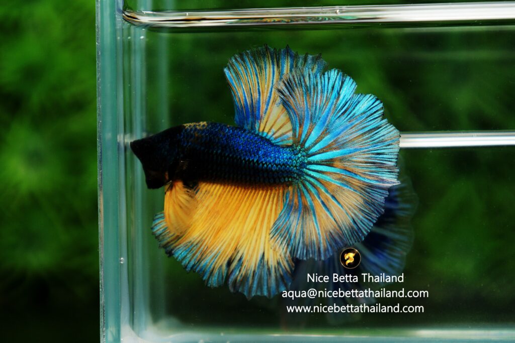 Mustard Gas betta fish for sale