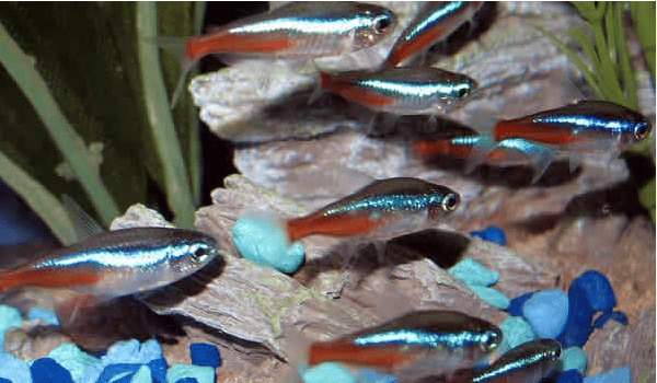 Neon Tetra