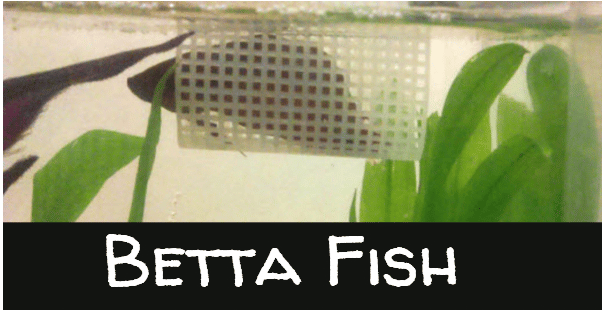 Nice Betta Thailand betta fish toy