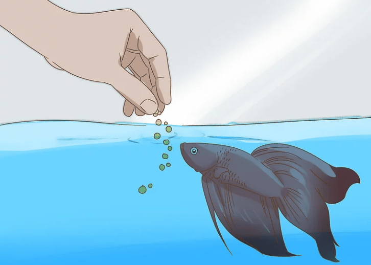 Trained deals betta fish