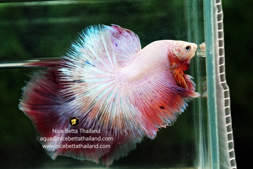 Pink betta