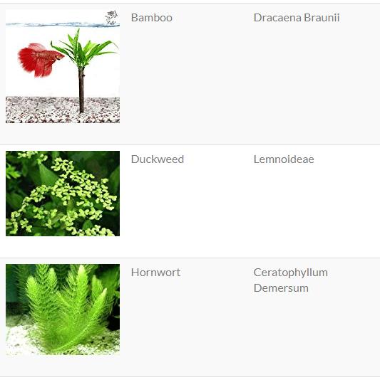 Plants for betta fish tank2