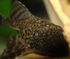 Pleco