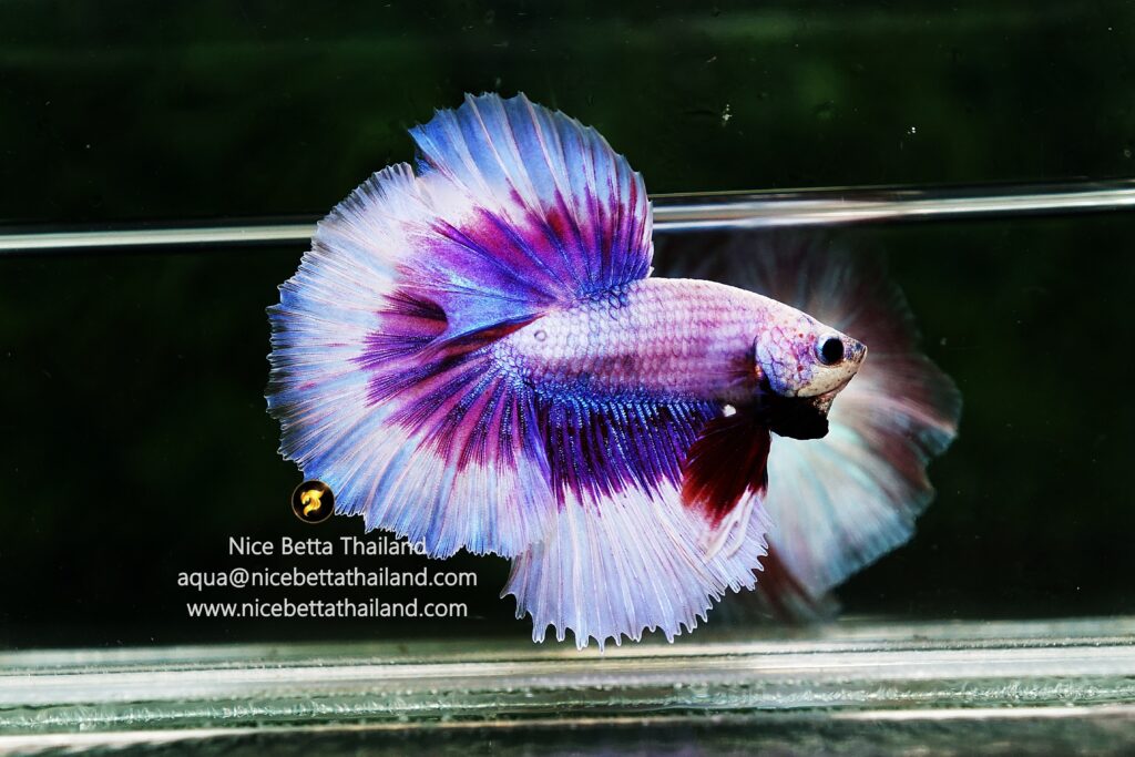 Purple betta fish