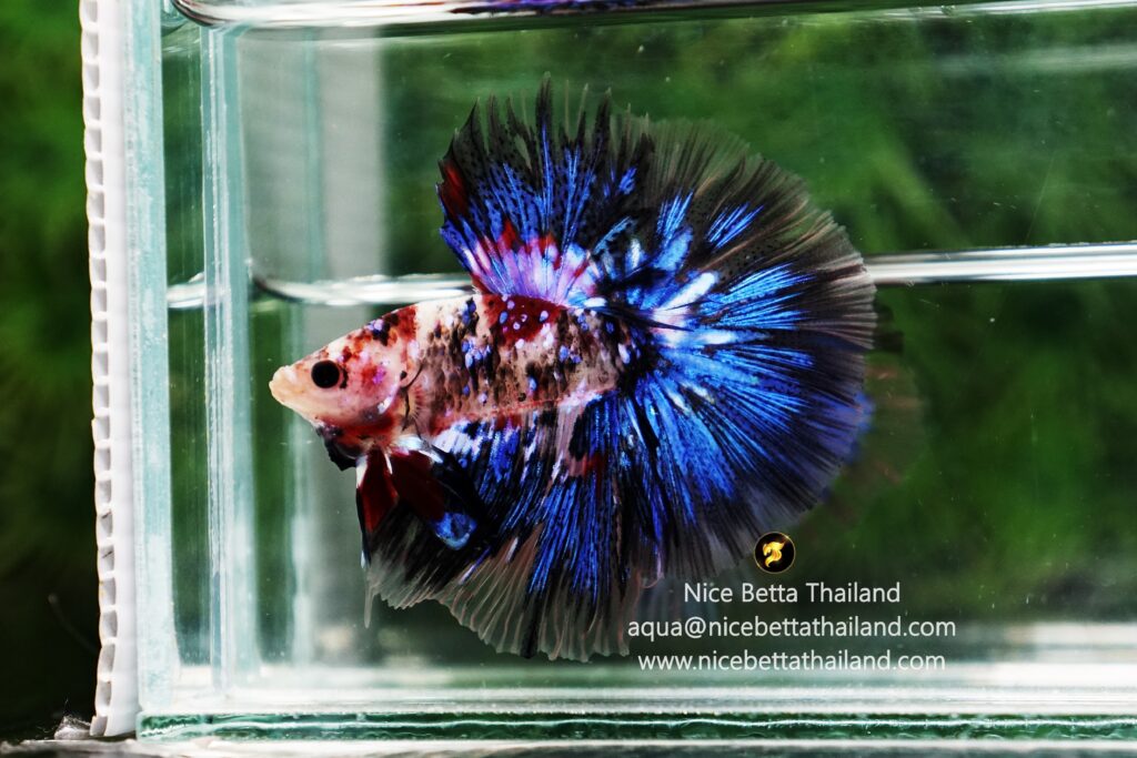 Rare betta fish