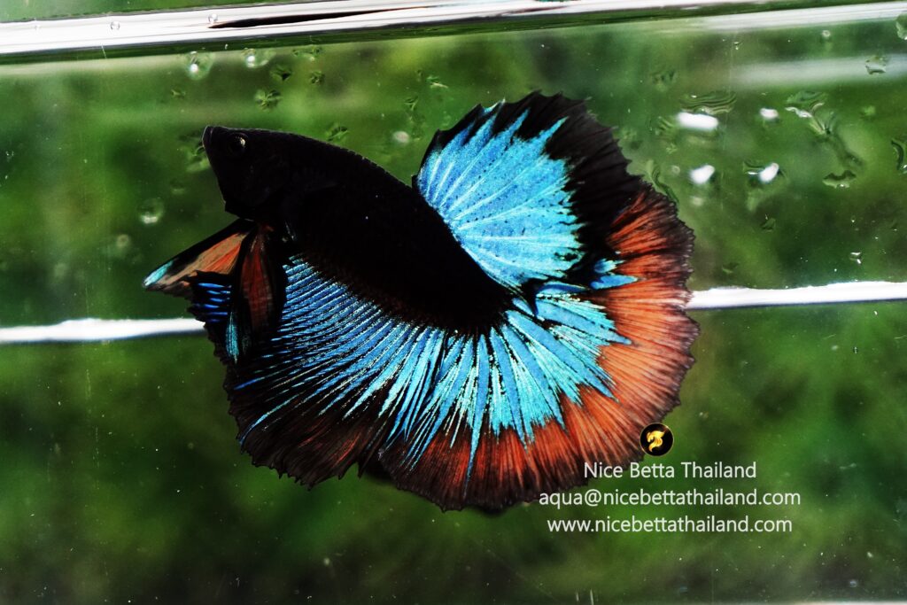 Rare betta fish