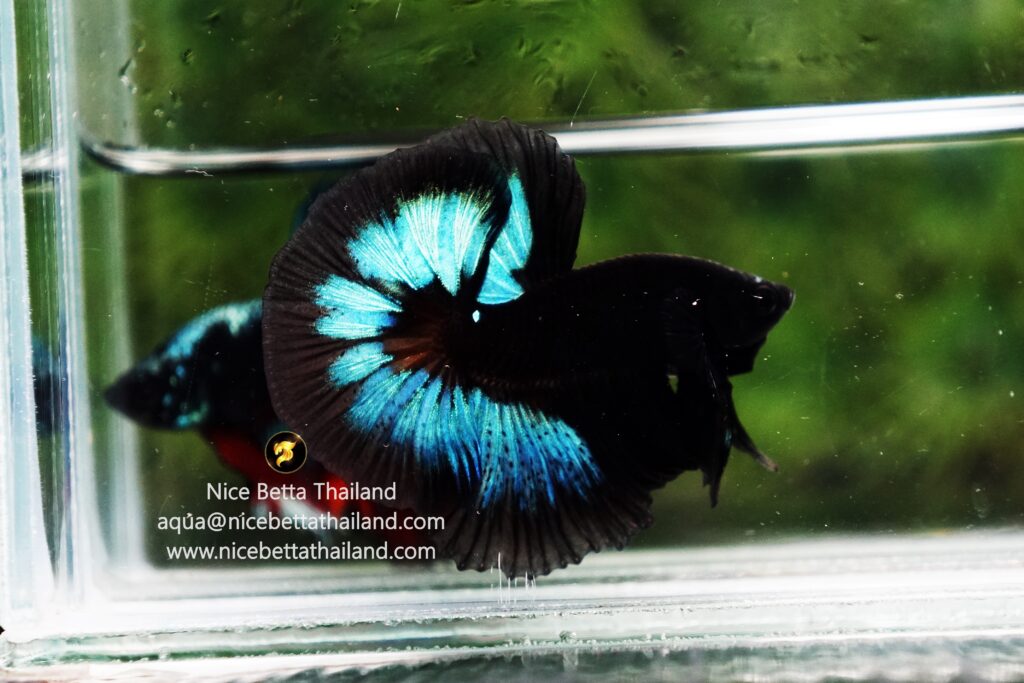 Rare betta fish