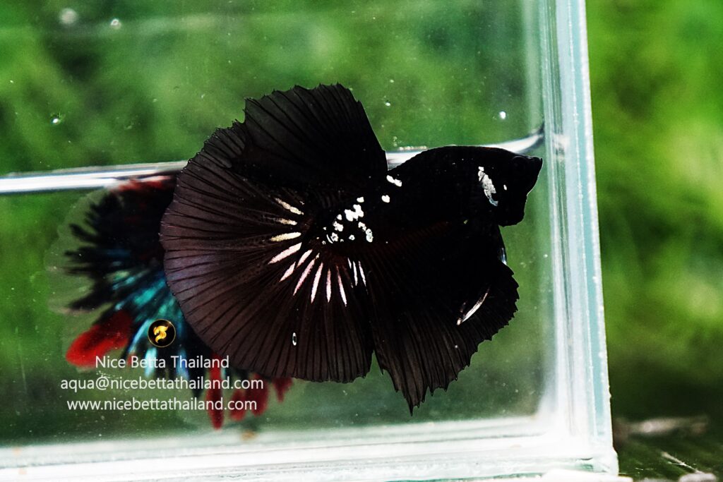 Rare betta fish